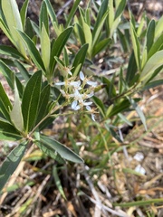 Olearia viscosa