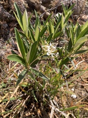 Olearia viscosa