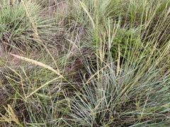 Digitaria eriantha