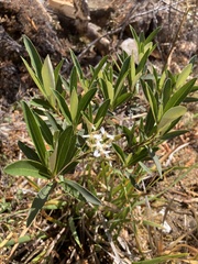 Olearia viscosa