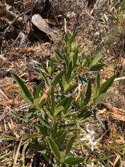 Olearia viscosa
