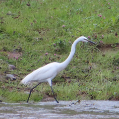 Ardea alba modesta