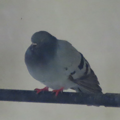 Columba livia domestica
