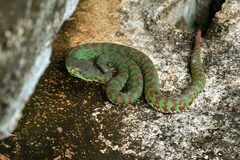 Trimeresurus venustus