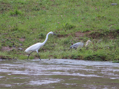 Ardea alba modesta