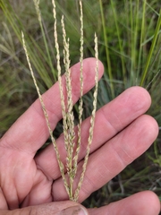 Digitaria eriantha