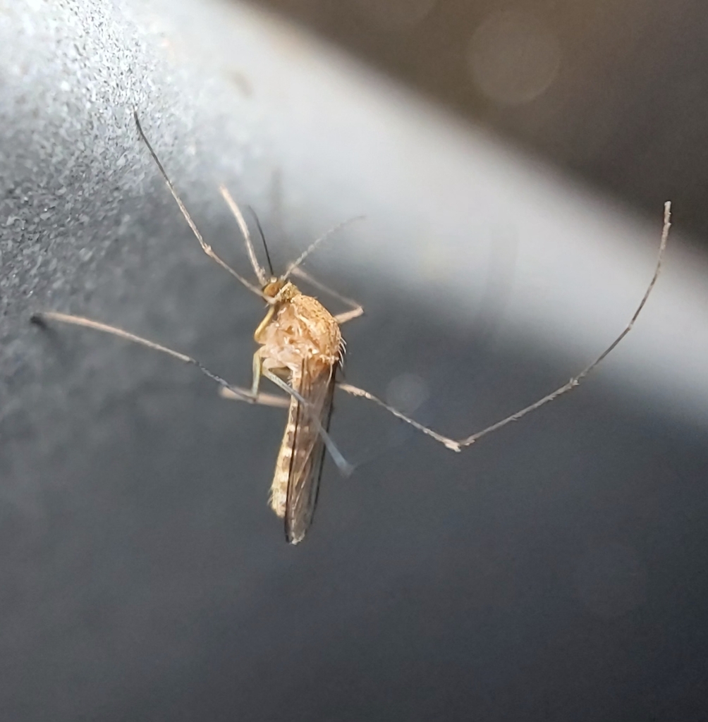 Lophoceraomyia