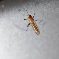 Culex quinquefasciatus