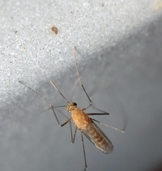 Culex quinquefasciatus