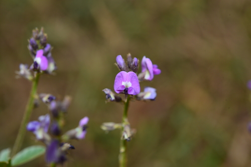Glycine tomentella