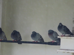Columba livia domestica