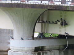 Columba livia domestica