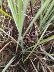 Digitaria eriantha
