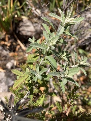 Olearia phlogopappa