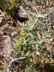 Olearia phlogopappa
