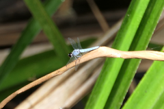 Brachydiplax