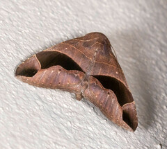 Bastilla joviana