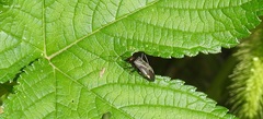 Adelphocoris triannulatus