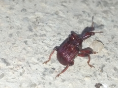 Paratrachelophorus nodicornis