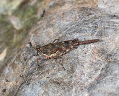 Hebarditettix armatus