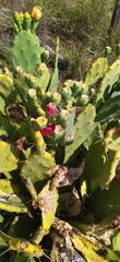 Opuntia stricta