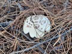 Chlorophyllum brunneum