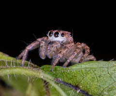 Cytaea