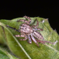 Cytaea