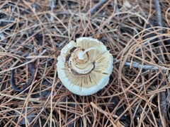 Chlorophyllum brunneum