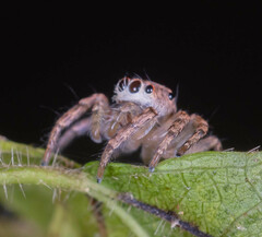 Cytaea