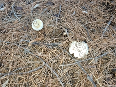 Chlorophyllum brunneum