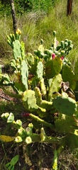 Opuntia stricta