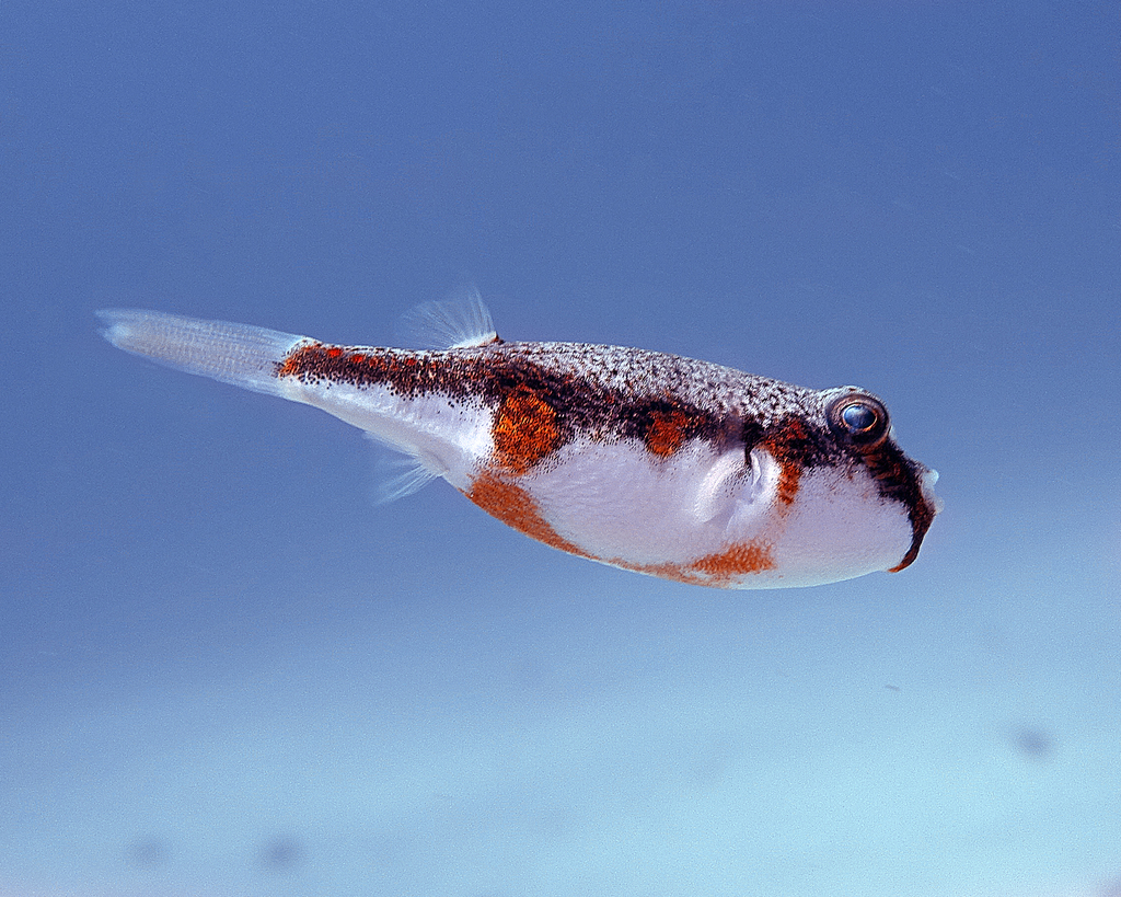 Orange-Barred Pufferfish