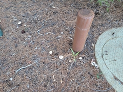 Chlorophyllum brunneum