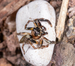 Colyttus