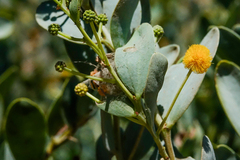 Acacia bivenosa