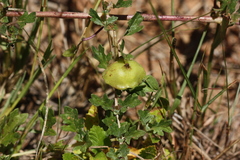 Dicerocaryum senecioides