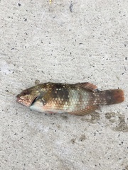 Notolabrus tetricus