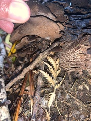 Hymenochaete microcycla