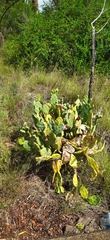 Opuntia stricta
