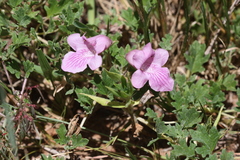 Dicerocaryum senecioides
