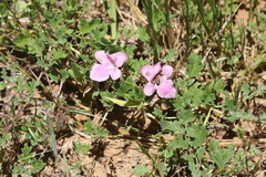 Dicerocaryum senecioides