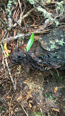 Hymenochaete microcycla