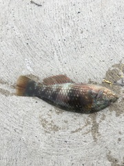 Notolabrus tetricus
