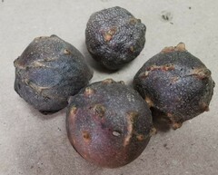 Andricus infectorius