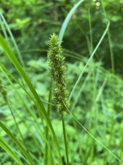 Carex vulpinoidea