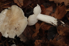 Tricholoma columbetta