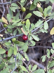 Rhamnus punctata