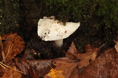 Tricholoma columbetta