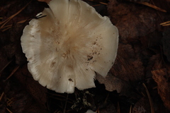 Tricholoma columbetta